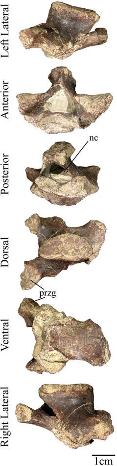 74 Approximately half of a centrum comprises the other USNM 13437 dorsal vertebra. The preserved end is inferred to be anterior due to its laterally expanded nature.