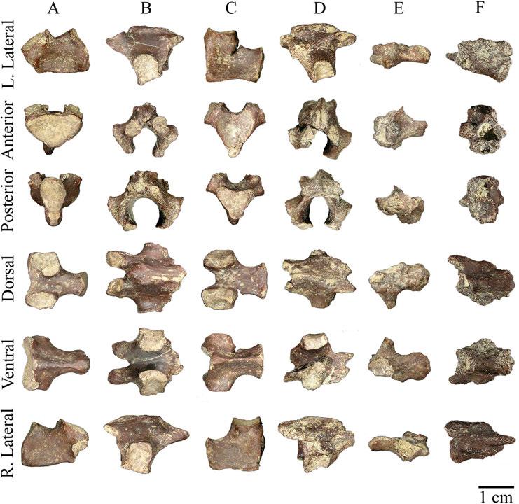 76 opisthocoelous caudal vertebrae were observed during this study. In addition to those described here, a procoelous caudal vertebra is preserved from AMNH 5934 (Hay 1908, p. 274).
