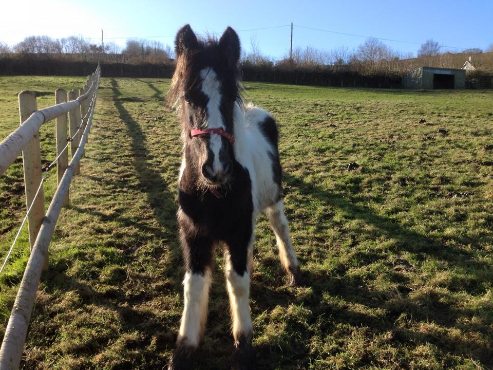 7 Alison was contacted by the Cardiff horse warden with an emergency case. A little cob foal of no more than three months was found abandoned in Cardiff City Center in the early hours of the morning.