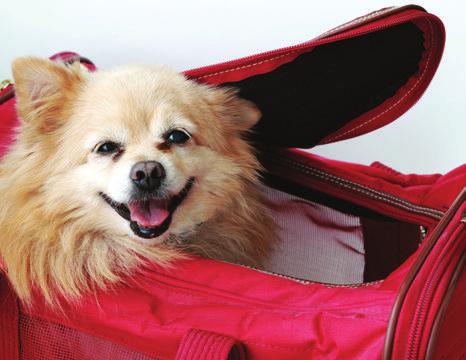 How to Pack a Go Bag for Your Pet FOOD AND WATER At least 3 days of food in an airtight, waterproof container At least 3 days of water specifically for your pets Pack food and water dishes MEDICINES