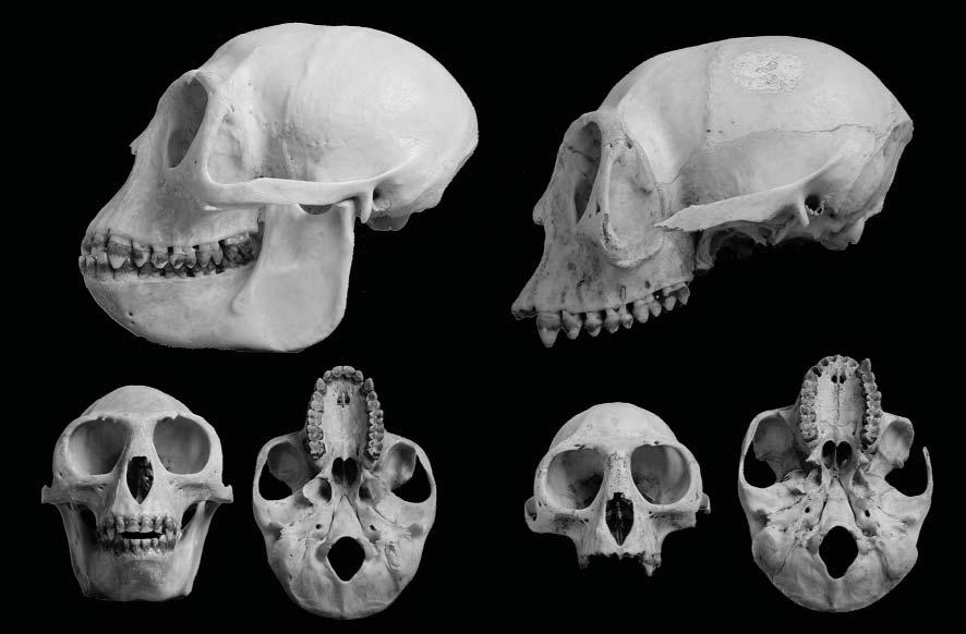 74 EMILIANO BRUNER, ALESSANDRO PUCCI TREVOR JONES a b Fig. 2 The two Piliocolobus gordonorum skulls. further confounded by the fact that all the Red Colobus taxa are allopatric.