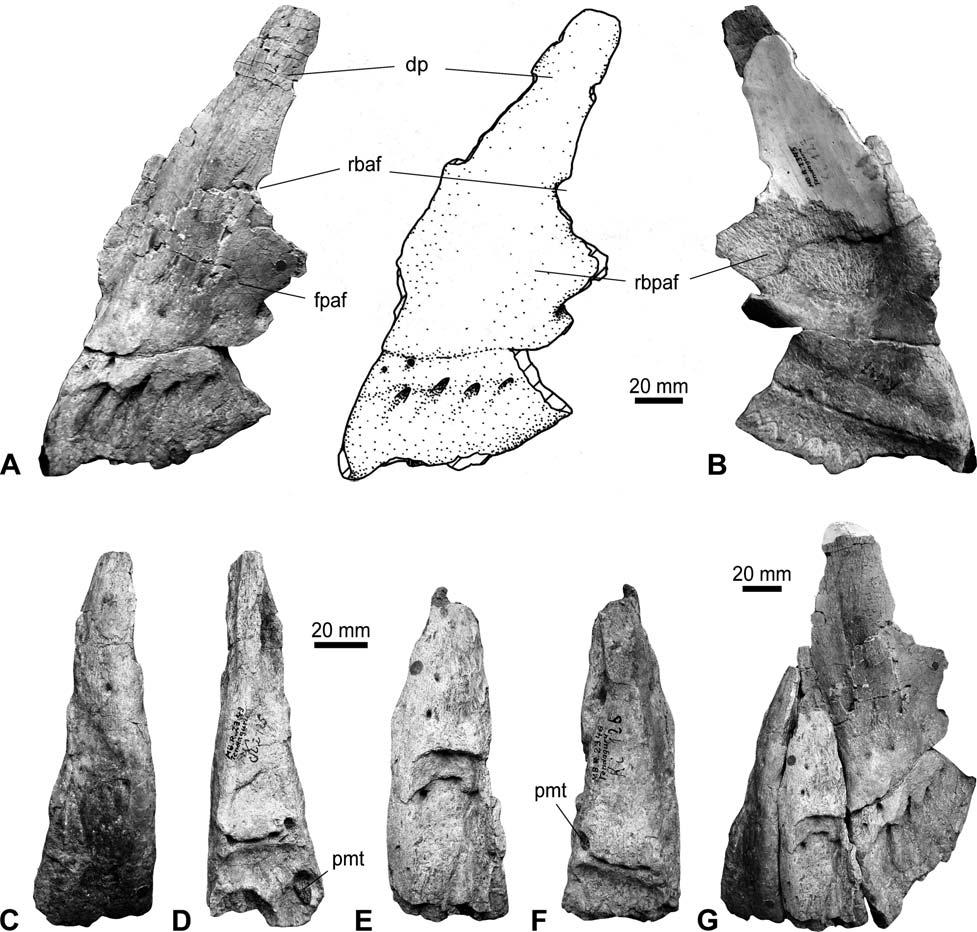 Fossil Record 12 (1) 2009, 23 46 27 Figure 2. Partial diplodocine skull from Kijenjere (site Ki), Upper Transitional Sands of the Tendaguru Beds. A. Left maxilla MB.R.2345 (Ki 127) in lateral view; B.