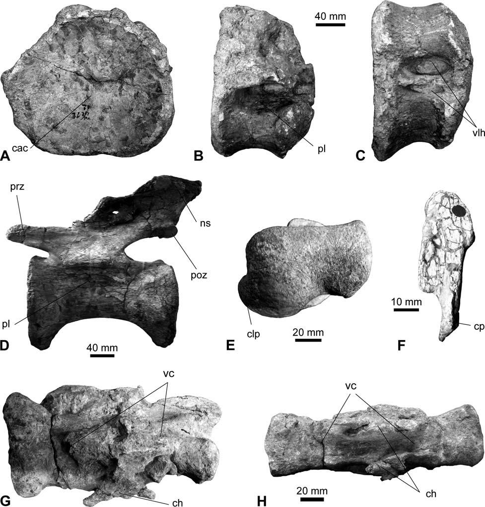 28 Remes, K.: Tendaguru diplodocid taxonomy Figure 3. Specimens originally attributed to Barosaurus africanus (Fraas, 1908) that show diplodocine characters. A.