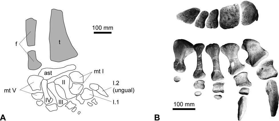 30 Remes, K.: Tendaguru diplodocid taxonomy Figure 4. Isolated diplodocid feet from Tendaguru. A. Field sketch of MB.R.2370 (Nr. 28) before individual elements were taken out.