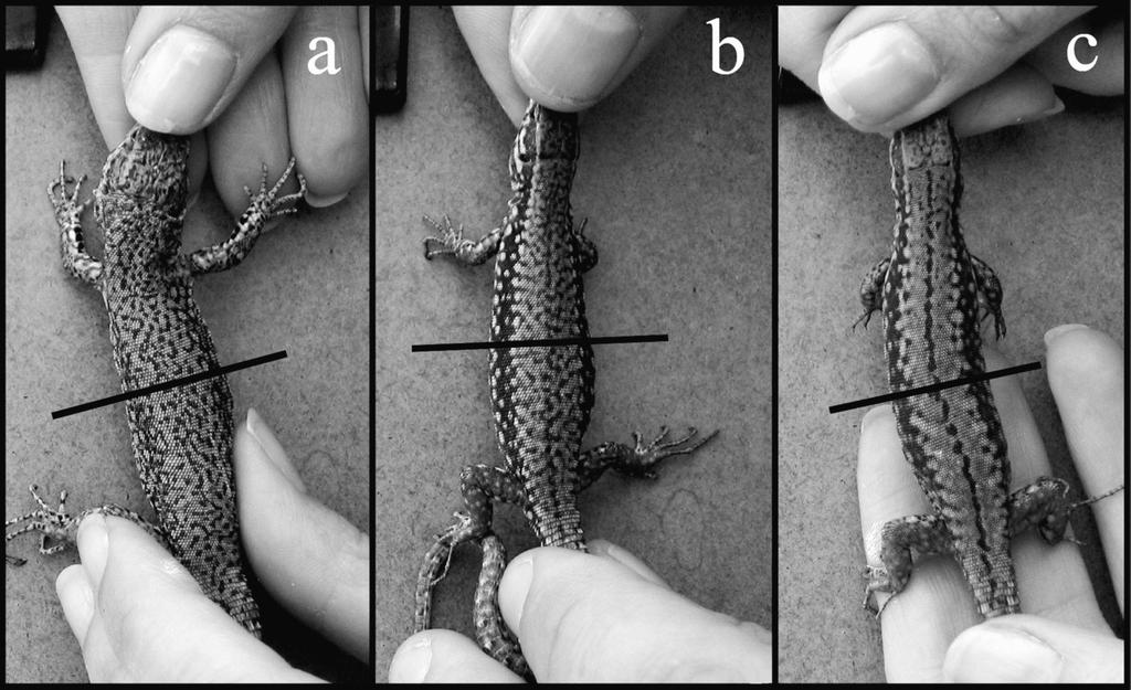 Biological correlates of two dorsal color pattern types in the common Wall lizard 5 graphic identification (sacchi et al. 2010).