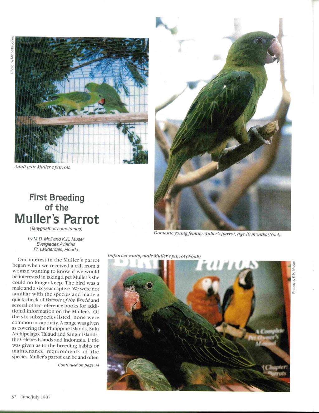 (J) (]) c o J ~ CD.c () ~ >-.D o (5.c CL Adultpair Muller~sparrots. First Breeding of the utter's Parrot (Tanygnathus sumatranus) Domestic youngfemaie Muller~s parrot) age 10 months (Noel). by M.D. Moll and K.
