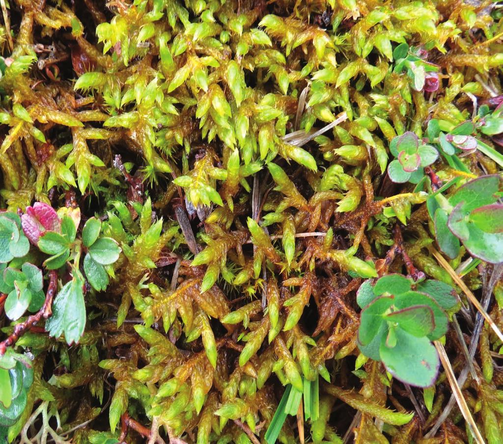Article Rare and scarce bryophytes of Ireland What is meant by a rare list and how is one useful for conservation?