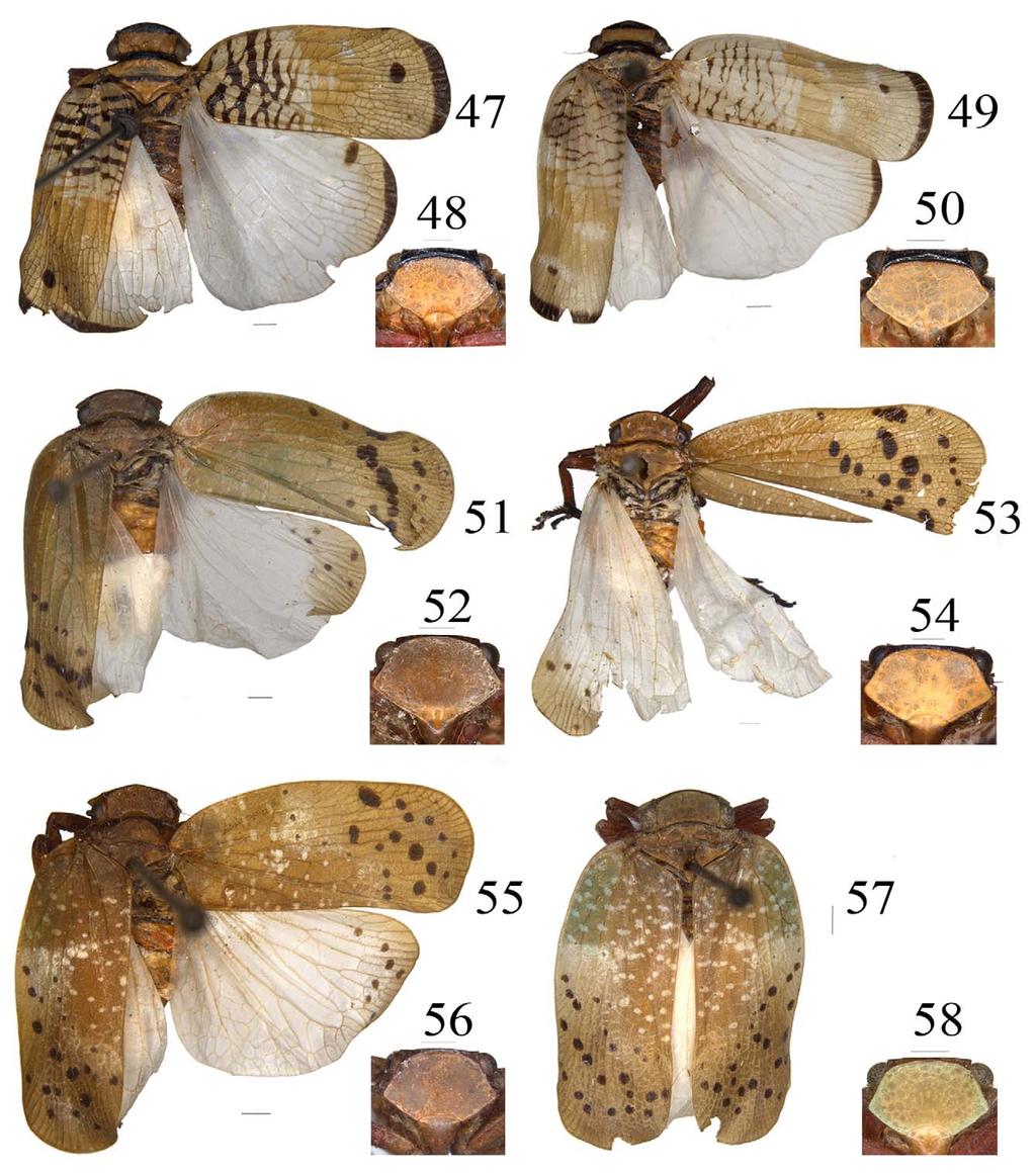FIGURES 47 58. Loxocephala retinata 47., dorsal view; 48. frons ( ), ventral view; Loxocephala neoretinata 49., dorsal view; 50. frons ( ), ventral view; Loxocephala seropuntata 51., dorsal view; 52.