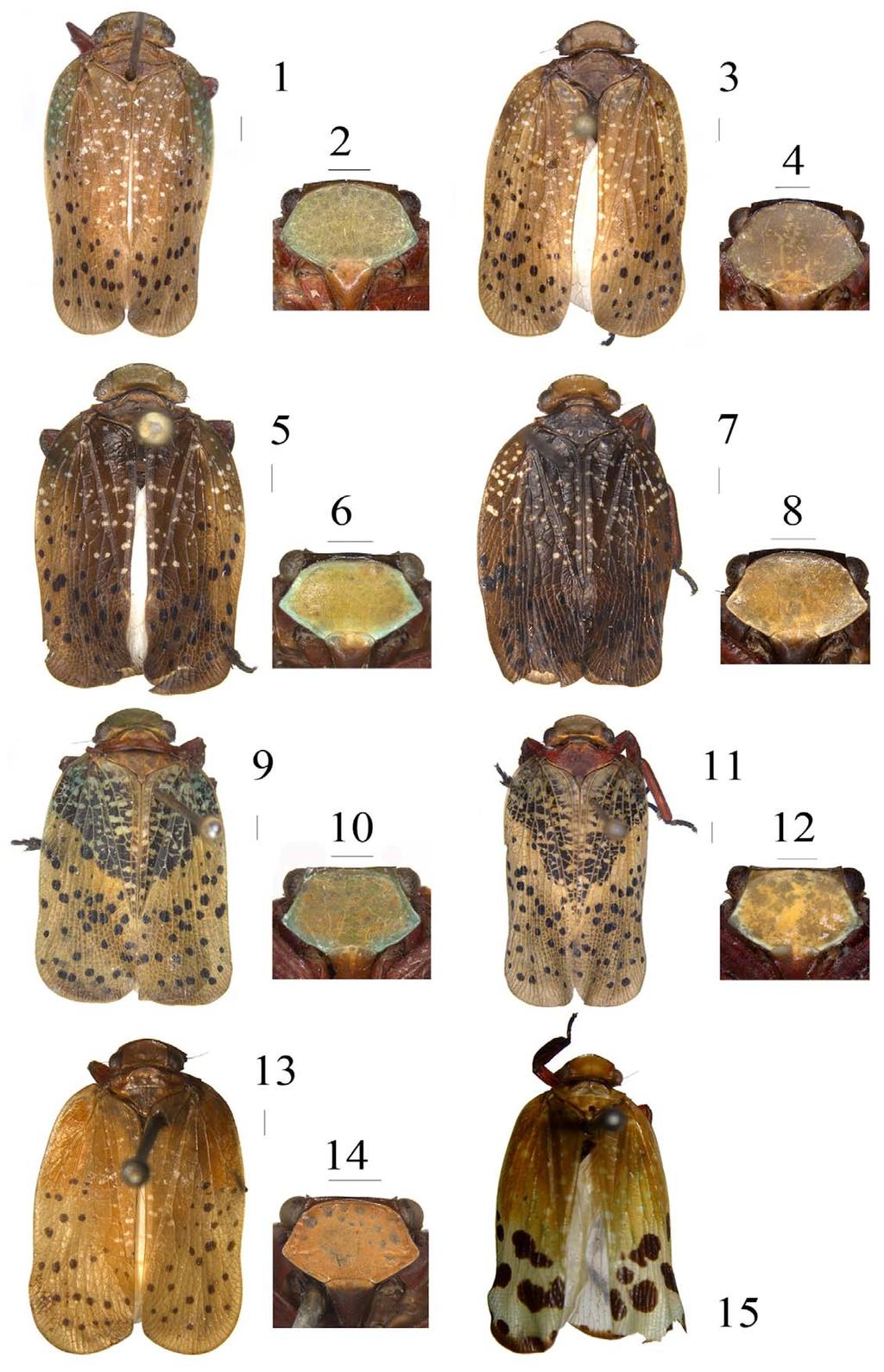 FIGURES 1 15. Loxocephala sinica 1, 5, 7., dorsal view; 2, 6, 8. frons ( ), ventral view; 3., dorsal view; 4. frons ( ), ventral view; Loxocephala perpunctata 9., dorsal view; 10.
