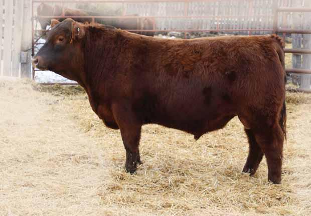YEARLING Red Angus BULLS BW: 0.
