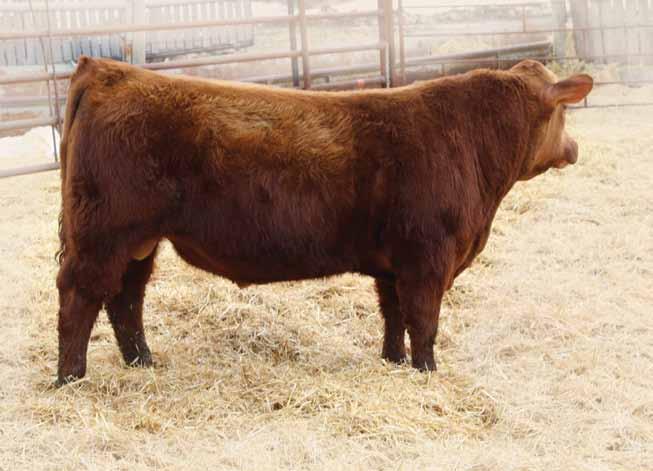 Siring super calving ease bulls, with a punch. Outstanding females with dark cherry red hair and great dark feet. The Dam is one of our best Cactus daughters. She is big bodied and perfect uddered.