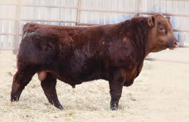 YEARLING Red Angus BULLS 72D CANUCK 72D EU 72D 1908655 March 06 2016 BW: 86 lbs Adj WW: 805 lbs Adj YW: 1191 lbs RED JENSEN CACTUS SKY 25S RED JENSEN IRASTONE 5521R PERCISION 21P LUCIE 36T RED RUMBLE