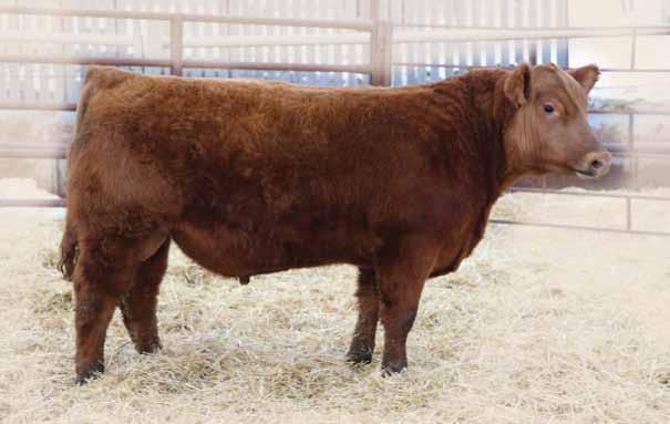 Dam is a solid moderate framed good uddered young cow.
