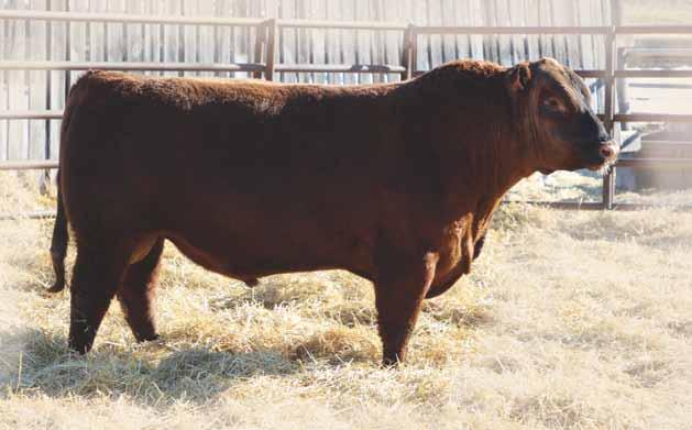 Two Year Old Red Angus BULLS 1C ROTARY 1C EU 1C 1889531 February 01 2015 BW: 68 lbs Adj WW: 622 lbs Adj YW: 1167 lbs RED SSS STAUNCH 64Y RED NRA STAUNCH 71A RED SSS KURUBA 145Y RED BAR-E-L WARDEN
