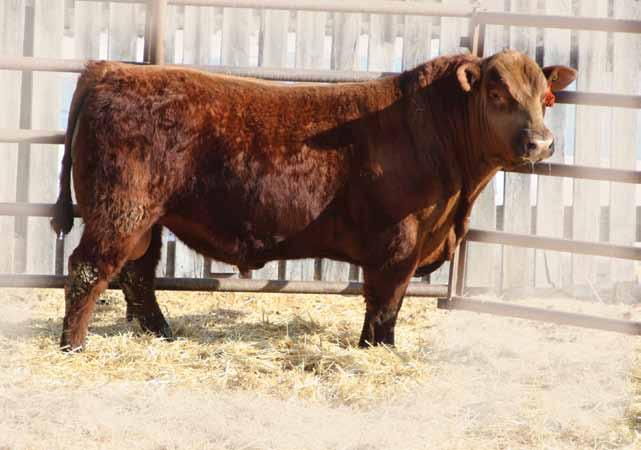 He is a full brother to our $50,000 bull to Thistle Ridge and Moose Creek Angus. McCoy will add pounds to your calf crop and leave an awesome set of females.
