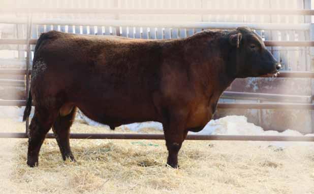 Two Year Old Red Angus BULLS 151C GENERAL 151C EU 151C 1847307 April 28 2015 BW: 76 lbs Adj WW: 740 lbs Adj YW: 1311 lbs RED MESSMER PACKER S008 RED HAMCO PACKER 133Y RED HAMCO MIMI 520W RED SSS