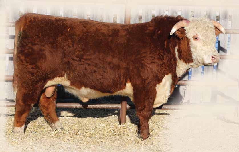 Two Year Old HEREFORD BULLS 6C BW: 5.