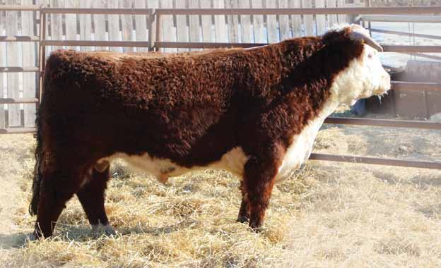 Two Year Old HEREFORD BULLS 18C T-BAR-K 7122T BRIGADE 18C TTD 18C C03009059 March 14 2015 BW: 93 lbs Adj WW: 724 lbs Adj YW: 1140 lbs UPS MISS PURE GOLD 0613 CHURCHILL STAR 7122T ET CHURCHILL LADY