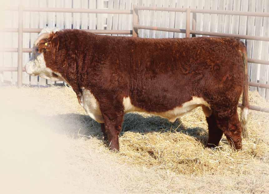 Two Year Old HEREFORD BULLS BW: 2.