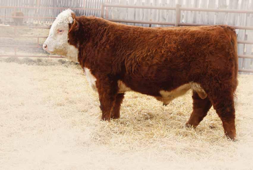 YEARLING HEREFORD BULLS 6D BW: 4.