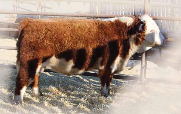 We have never had a sire that adds hair like him. Dam is a solid, very attractive young cow. Very good bull.