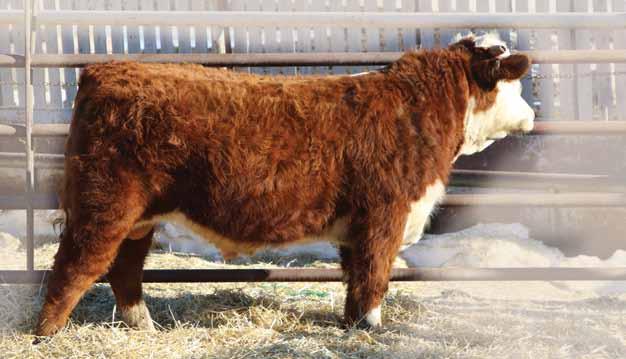 SANDY 8A T-BAR-K 328N SANDY 24S BW: 6.1 WW: 64 YW: 112 Milk: 22 Total Mat: 54 Performance bull here, very consistent Dakota son. Tons of volume, soft made and hairy.