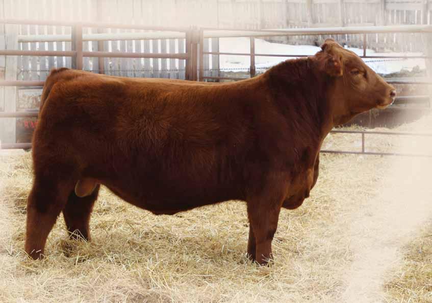 YEARLING Red Angus BULLS BW: 2.