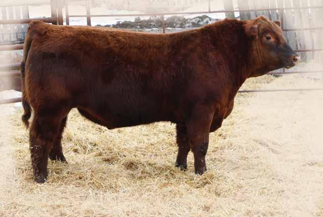 MULBERRY 26P SUE 5T SUE 3P 135D is one of the most interesting bulls we have raised to date. Power, Power, Power! Take a look at his birth to weaning, to yearling weight.