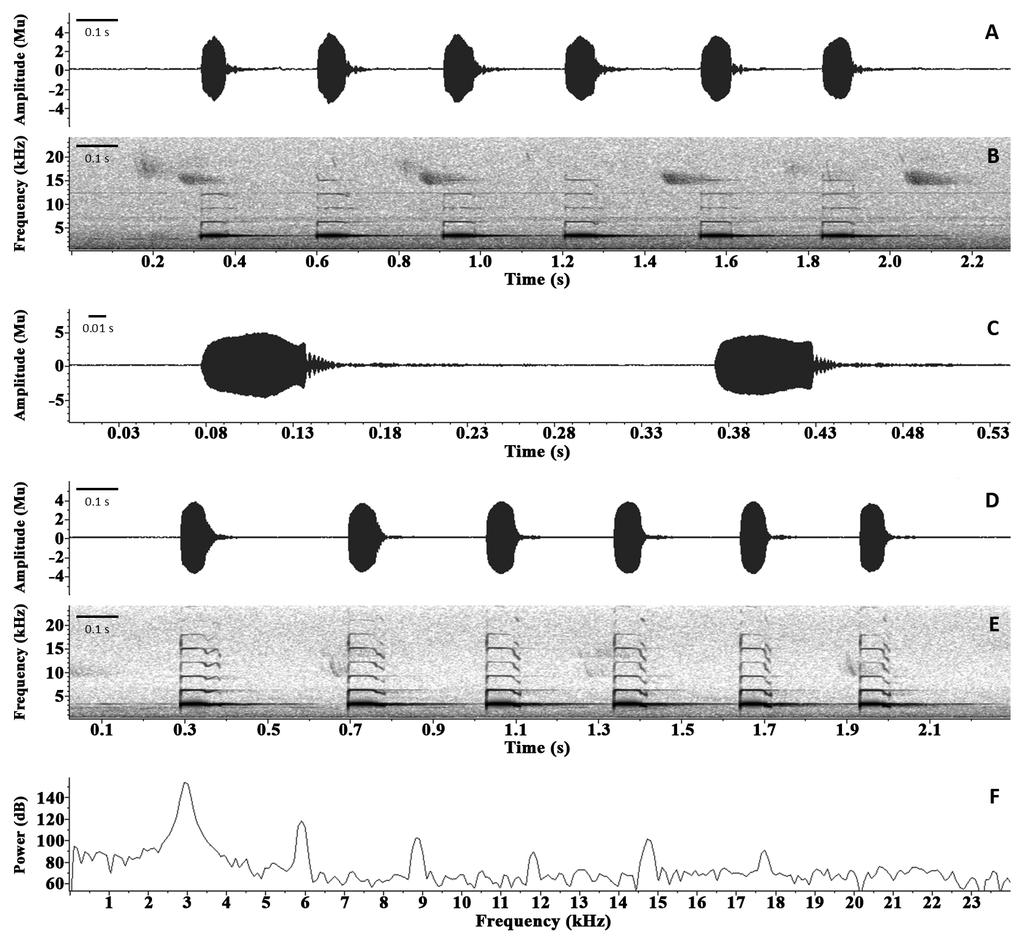 FIGURE 9. Euparkerella robusta from Mimoso do Sul, ES, Brazil. (A) Oscillogram and (B) audiospectrogram of an advertisement call (ASEC 17693) without frequency modulation.