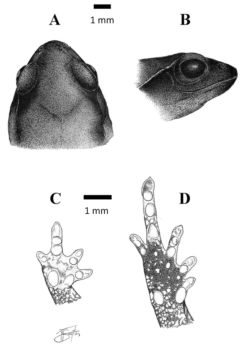 FIGURE 5. Euparkerella cryptica sp. nov. from Silva Jardim, RJ, Brazil, holotype (ZUFRJ 13281). Dorsal (A) and lateral (B) views of the head. Ventral views of the right hand (C) and foot (D).
