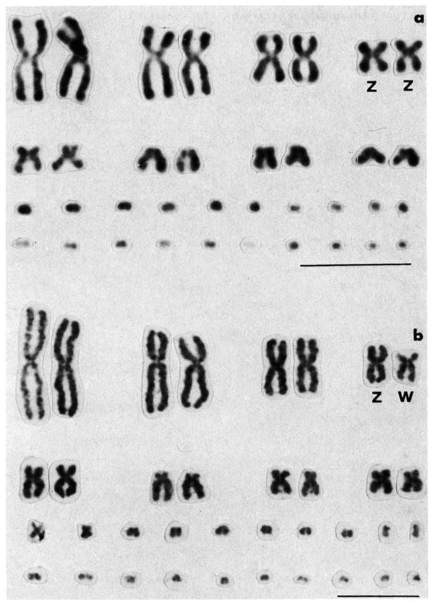 ZW in Female Meiosis of Bothrops jararaca 291 Fig. la and b. Male (a) and female (b) karyotypes of B. jararaca to identify the sex chromosomes. The bar in this and Figure 2 represents 10 ~.