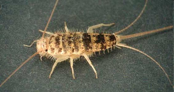Thysanura (Silverfish) Classification. 5 living families. 370 species worldwide. Structure. Mandibles are dicondylic (two points of articulation with the head capsule).