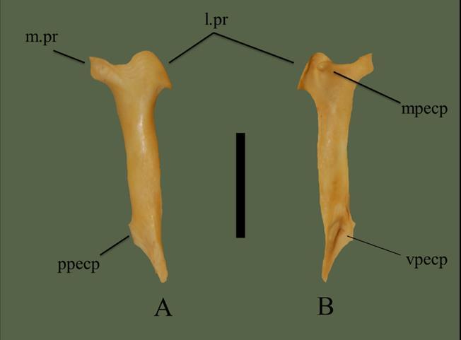 FIG. 5. Right ectopterygoid (ETVP 3295) in dorsal (A) and ventral (B) view. Anterior is to the top. Scale bar = 10 mm. Abbreviations: l.pr = lateral process; m.