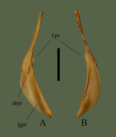 FIG. 6. Right pterygoid (ETVP 3295) in dorsal (A) and ventral (B) view. Anterior is to the top. Scale bar = 10 mm. Abbreviations: l.