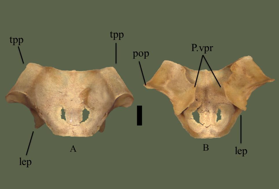 FIG. 13. Parietal (ETVP 3306) in dorsal (A) and ventral (B). Anterior is to the top. Scale bar = 1mm. Abbreviations: p.