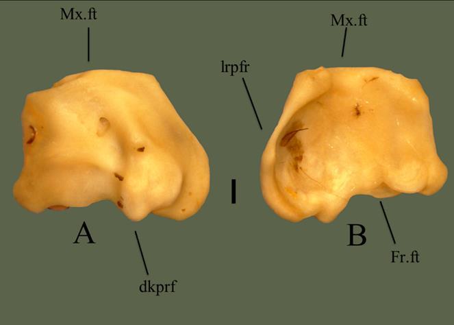FIG. 14. Right prefrontal (ETVP 3295) in dorsal (A) and ventral (B) view. Anterior is to the top. Scale bar = 1mm.