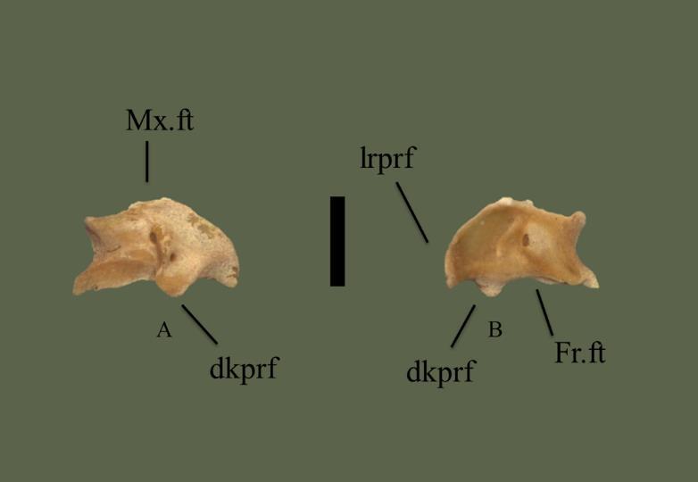 ft = frontal facet; dkprf = dorsal knob of prefrontal; lrprf = lateral ridge of prefrontal. FIG. 16.