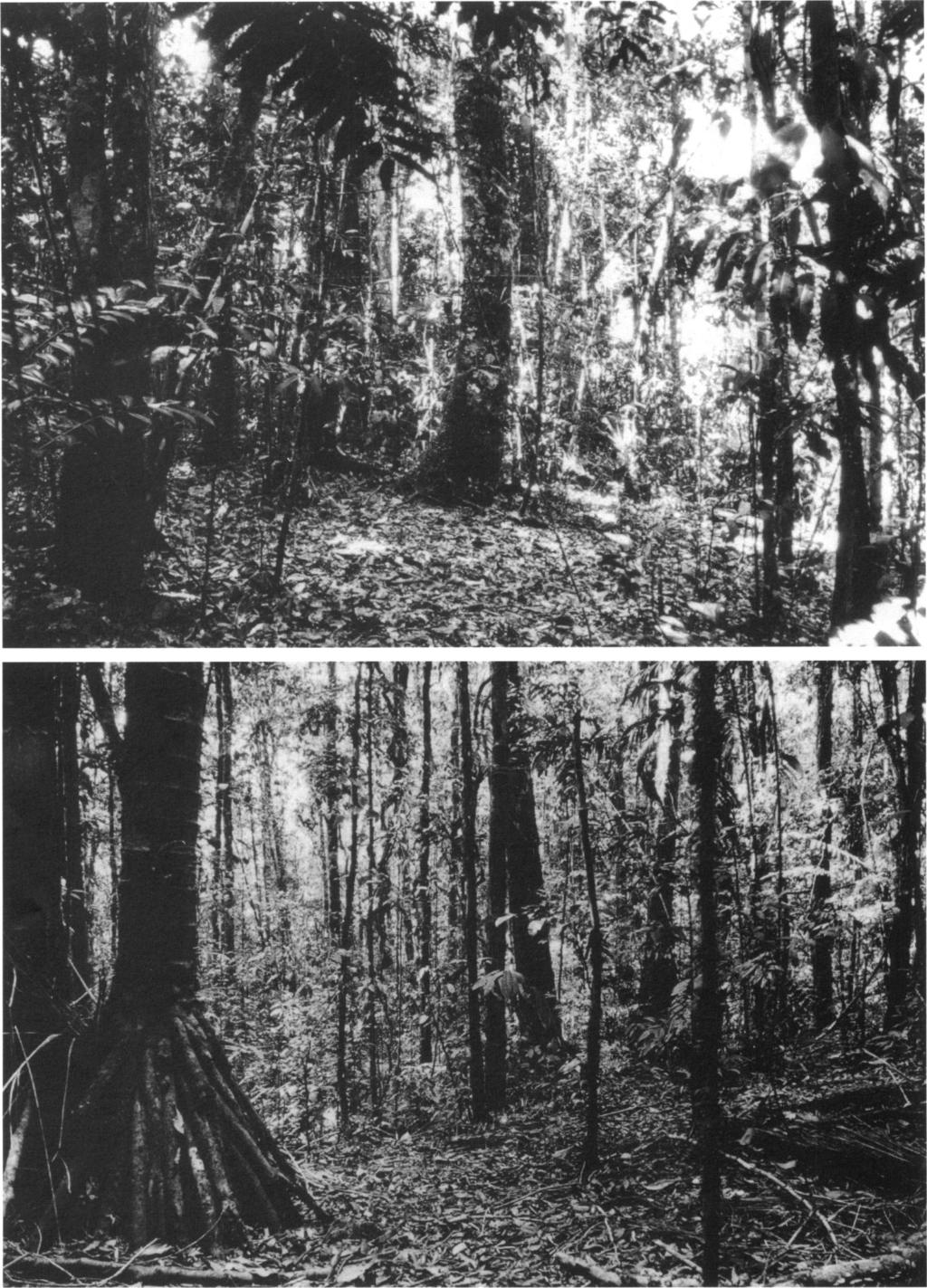 10 AMERICAN MUSEUM NOVITATES NO. 3196 x,: Wm Fig. 6. Montane forest habitats of Eleutherodactylus laticorpus, new species, on southwest sector of Cerro Tacarcuna massif.