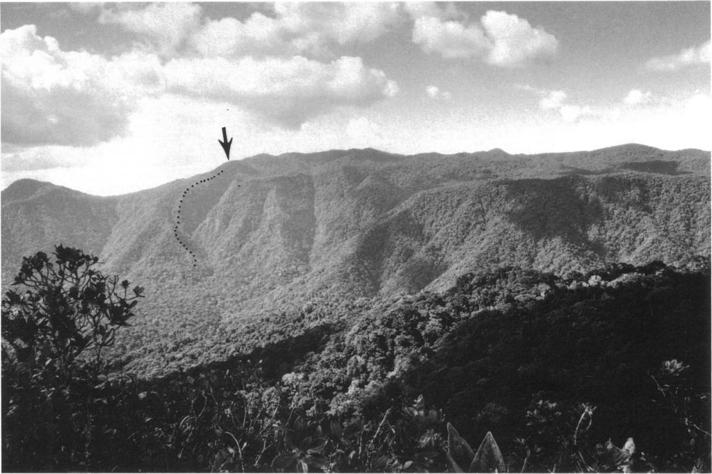 1997 MYERS AND LYNCH: CERRO TACARCUNA 3 4 Fig. 2. Cerro Tacarcuna massif, viewed from 1420 m elevation atop Pico Mali, looking northwest across the Rio Pucuro valley (see fig. 1).