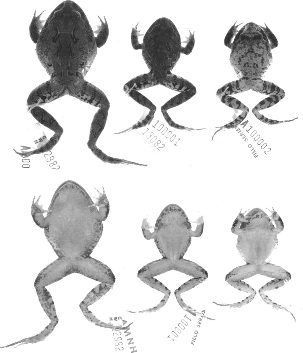 1997 MYERS AND LYNCH: CERRO TACARCUNA 7 0*riqx sa(a n., ~~~A.- -,'' te-c,11".1 vl. It v If _7-6 :' f N k 0-0 t I I. Fig. 4. Eleutherodactylus laticorpus, new species.