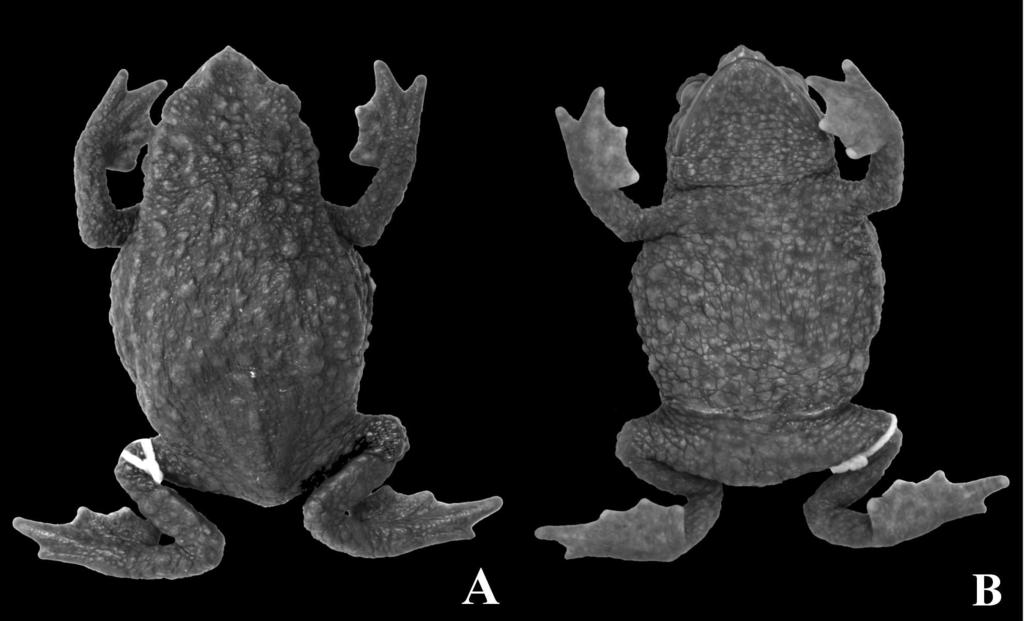 Introduction Toads of the bufonid genus Osornophryne Ruiz-Carranza and Hernández-Camacho are moderately diversified along the Andes from central Colombia to central Ecuador.