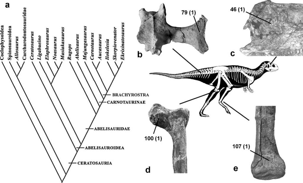 to receive the angular, a feature not reported before from abelisaurids. The number of maxillary teeth is 19, which is more than in other known abelisaurids (Sampson and Witmer 2007).