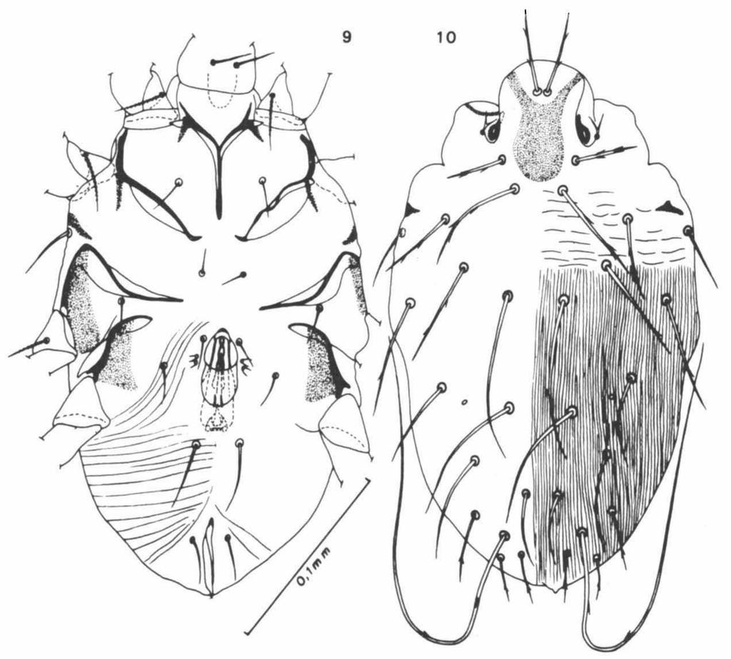 FAIN & LUKOSCHUS, NEW ROSENSTEINIIDAE 37 papilla not observed, probably because the posterior part of the abdomen is crushed. Venter. Epimeres I fused in a Y with a sternum 22 fim long.