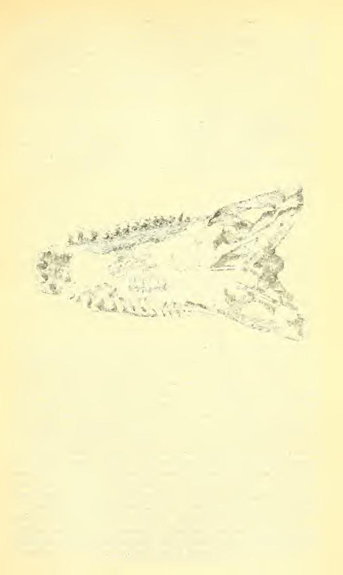 No. 2300. SKELETON OF DIMETRODON GIGAS GILMORE 531 sidered short. This process has been broken off and is missing from specimen No. 8635, U.S.N.M., but is shown restored in its entirety on the right side of the posterior aspect of the skull in figure 1.