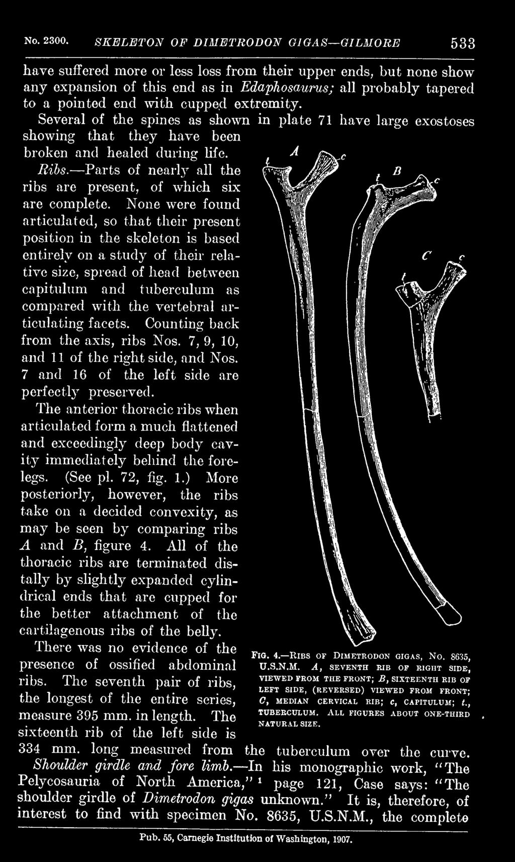 None were found articulated, so that their present position in the skeleton is based entirely on a study of their relative size, spread of head between capitulum and tuberculum as compared with the