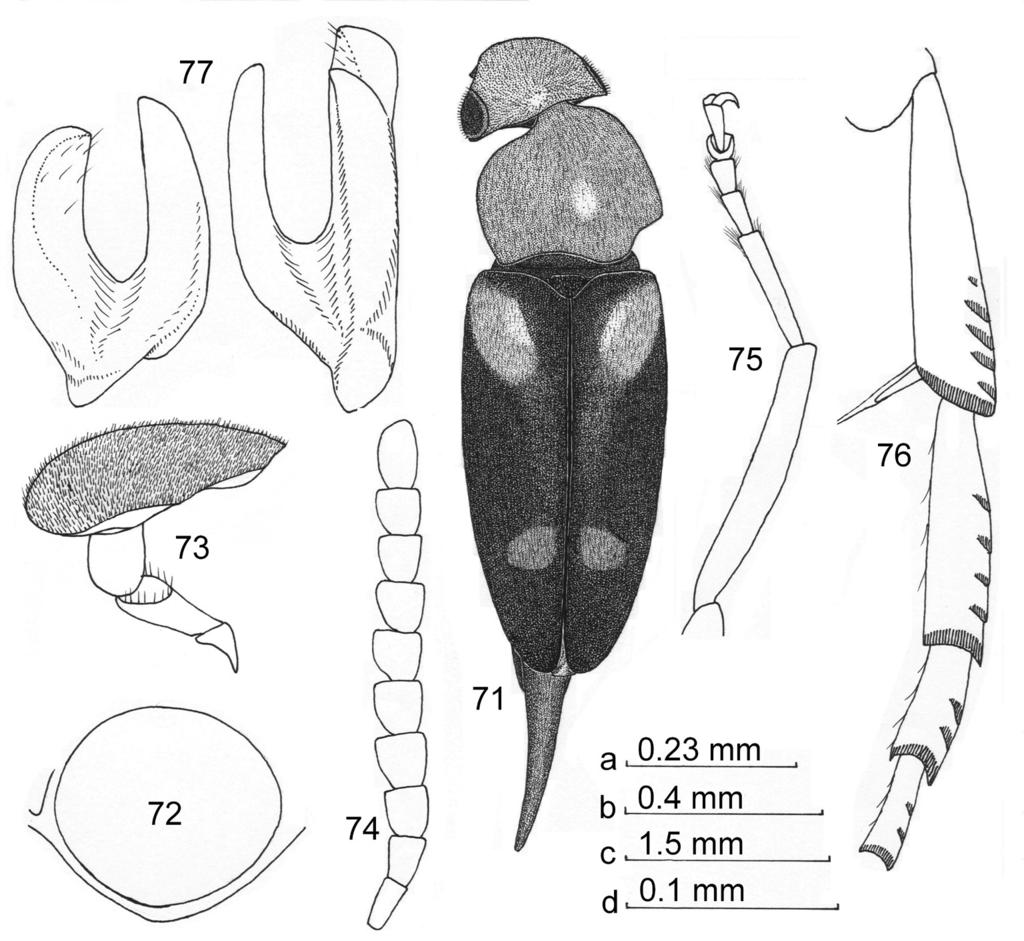 Figs. 71-77. Pseudotolida borneensis nom. nov.