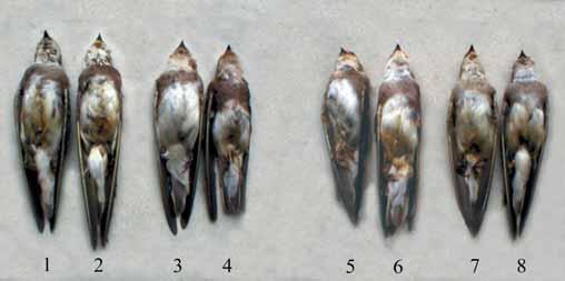 Loskot. New taxonomic notes on Riparia riparia and R. diluta. Zool. Med. Leiden 80 (2006) 221 Pl. IV. Variation of coloration and contrast of breast-band in birds from three samples of Zarudny (1916).