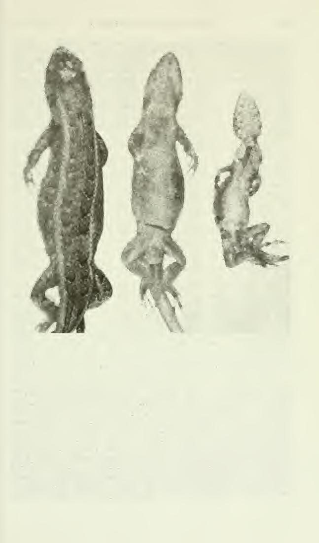 June 1974 smith, hall: scklopouus lizards 101 Fig. 1. Dorsal (left) and ventral (center) views of the holotype of Sceloporus scalaris samcolemani.