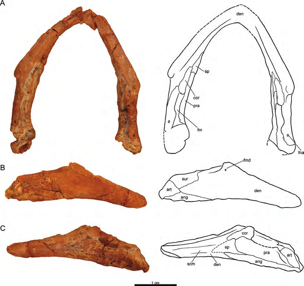 RABI ET AL. ANNEMYS FROM SHAR TEG, MONGOLIA 335 FIGURE 3. PIN 4636-4-2 (holotype), Annemys levensis, mandible, Late Jurassic, Shar Teg, Ulan Malgait beds, Govi Altai Aimag, Mongolia.