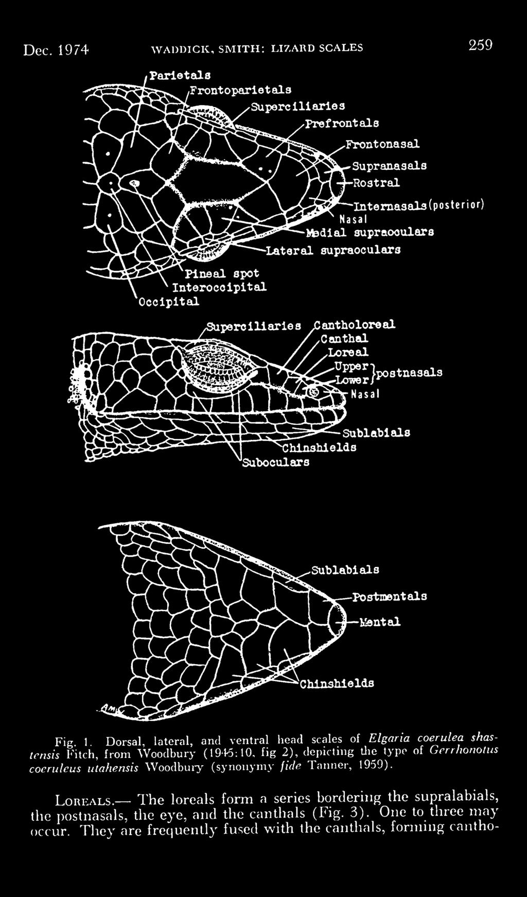 the type of Grrrhonolu: ileus utahensis Woodbury (synonymy fide Taimer, 1959). LoREALs.